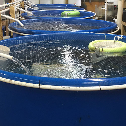 Aquaculture | We manufacture open top tanks, vertical tanks, and cone bottom tanks in a range of shapes and sizes.